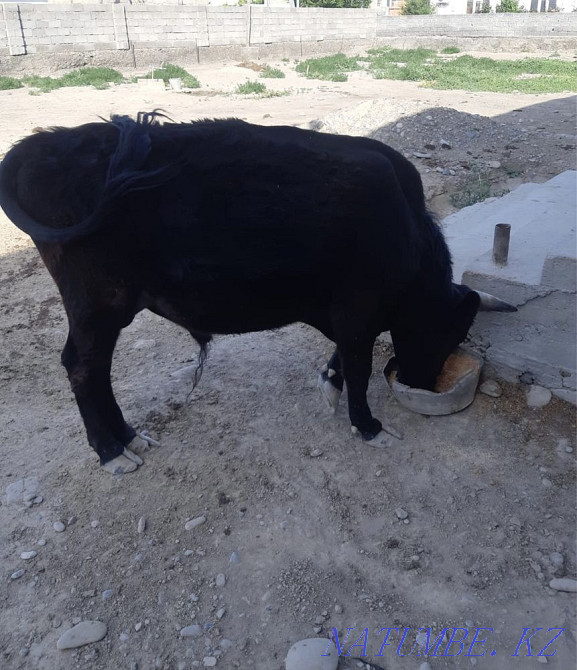 Екі жасар б??а сатылады. Туркестан - изображение 2