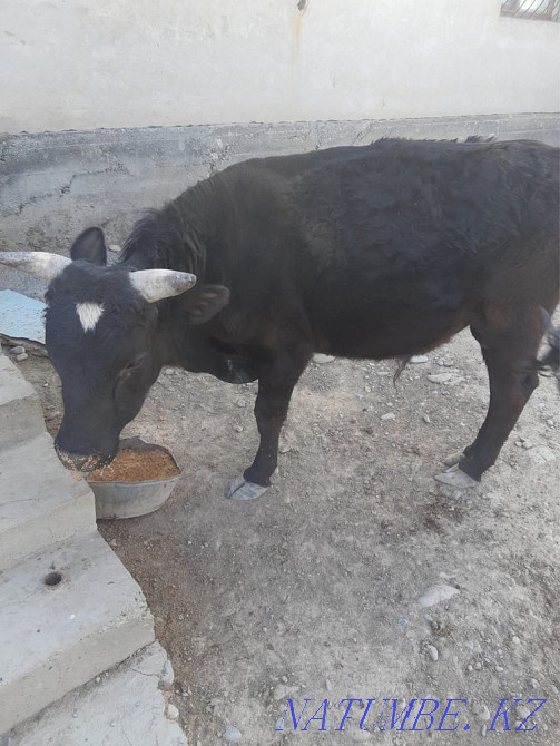 Екі жасар б??а сатылады. Туркестан - изображение 1