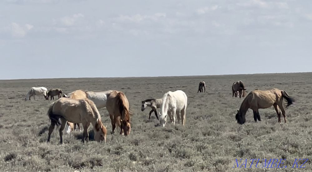 Zhyl?y?yirimen Qulsary - photo 1