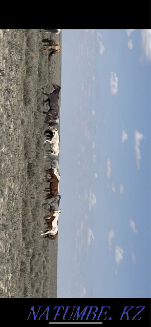 Zhyl?y?yirimen Qulsary - photo 2