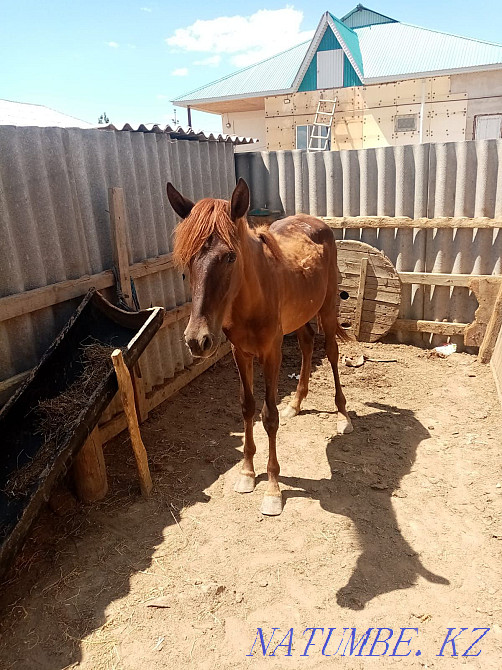 Тай жабагы сатылады Кызылорда - изображение 5