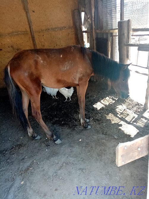 Тай жабагы сатылады Кызылорда - изображение 4