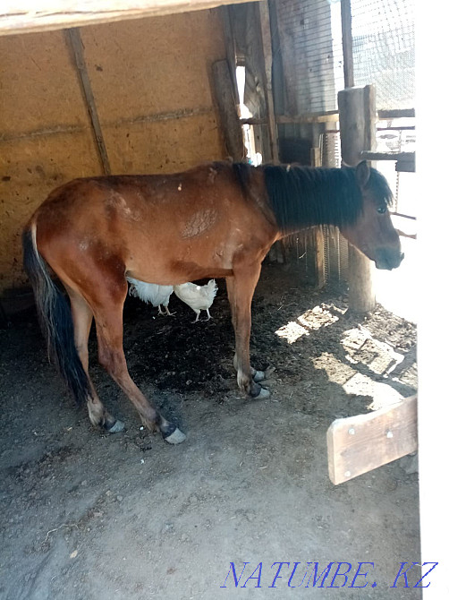 Тай жабагы сатылады Кызылорда - изображение 3