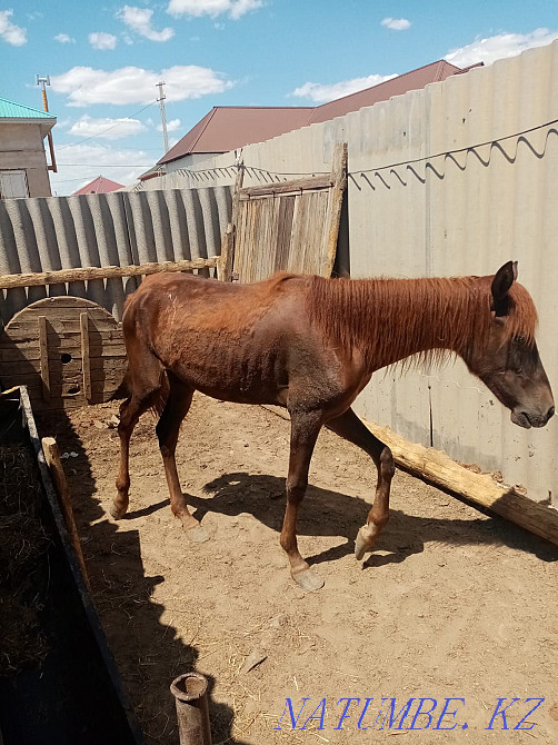 Тай жабагы сатылады Кызылорда - изображение 1