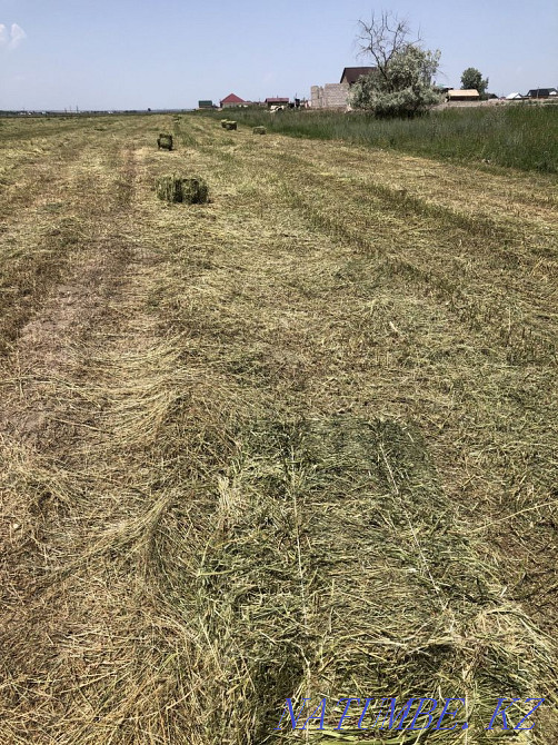 Таза Жонышка 100% прес  - изображение 2