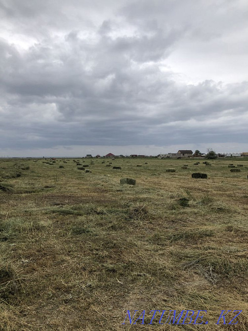 Таза Жонышка 100% прес  - изображение 5