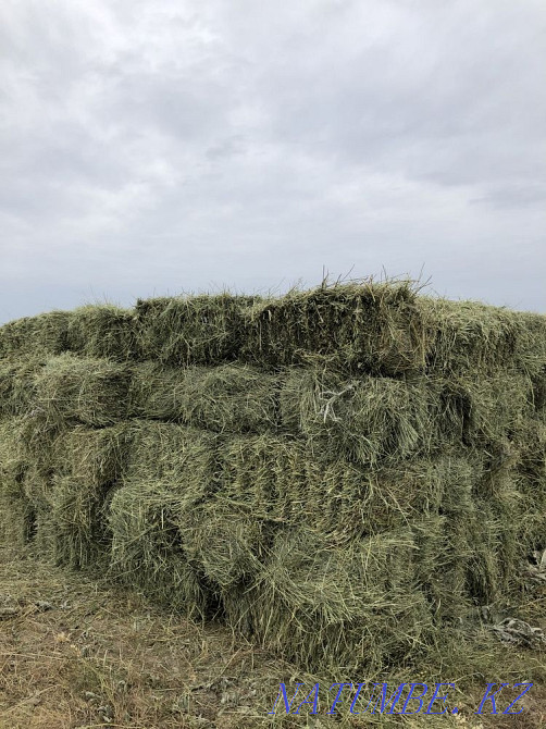 Таза Жонышка 100% прес  - изображение 1