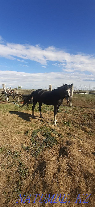 7 zhasar ai?yr satylady  - photo 2