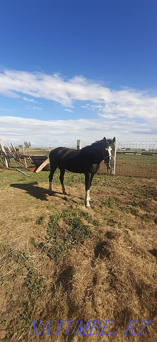 7 zhasar ai?yr satylady  - photo 1