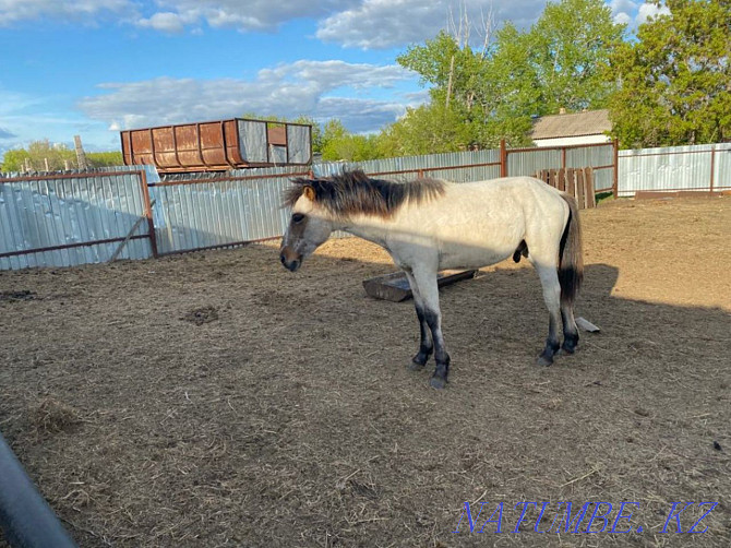 For sale mare with foal and tai.  - photo 2