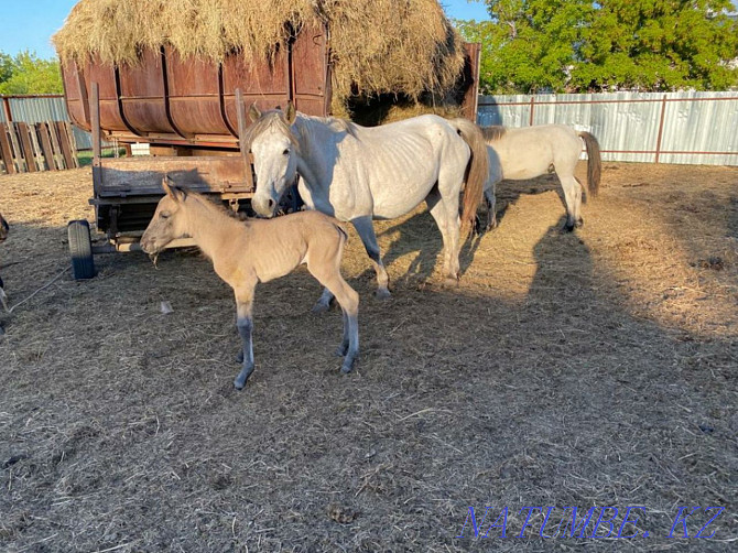 For sale mare with foal and tai.  - photo 1