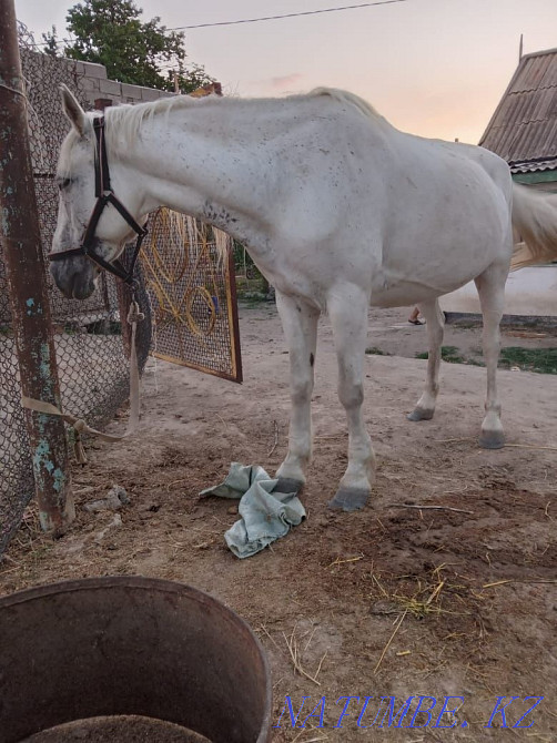 At satylady, pishpe, ah?ta, 6 zhasar,  - photo 8