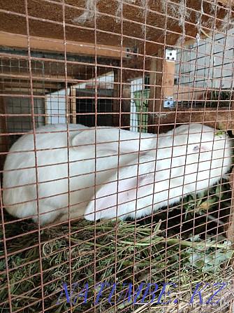 Sell rabbit breed Giant Панфилово - photo 1