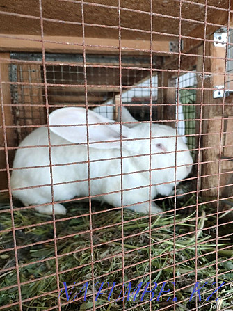 Sell rabbit breed Giant Панфилово - photo 4