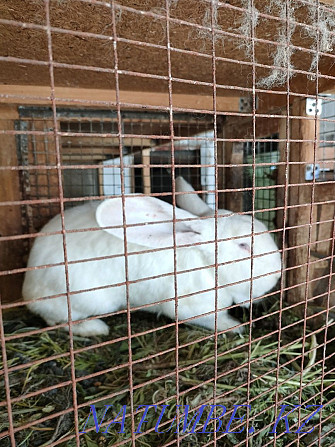 Sell rabbit breed Giant Панфилово - photo 5