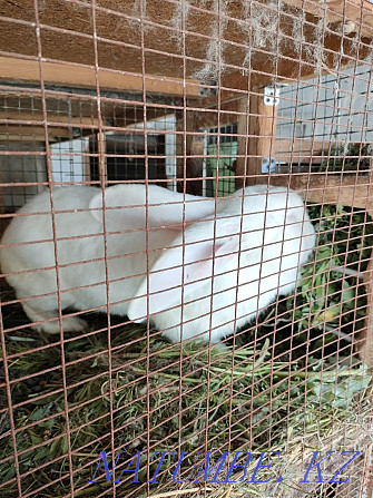 Sell rabbit breed Giant Панфилово - photo 3