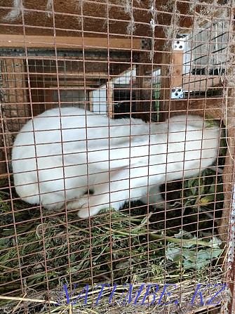 Sell rabbit breed Giant Панфилово - photo 2