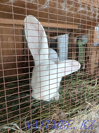 Sell rabbit breed Giant Панфилово - photo 6