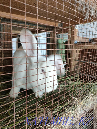 Sell rabbit breed Giant Панфилово - photo 7