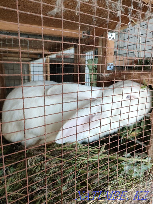 Продам крола породы Великан Панфилово - изображение 1