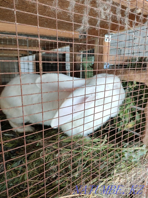 Продам крола породы Великан Панфилово - изображение 3