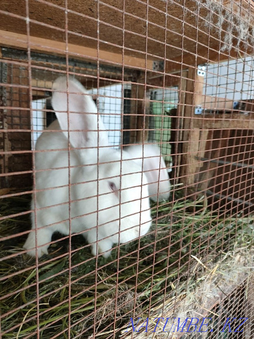 Продам крола породы Великан Панфилово - изображение 7
