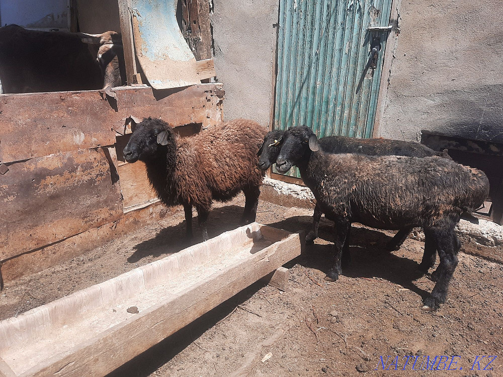 ?ozylar.?oilar satylady Мангистау - photo 1