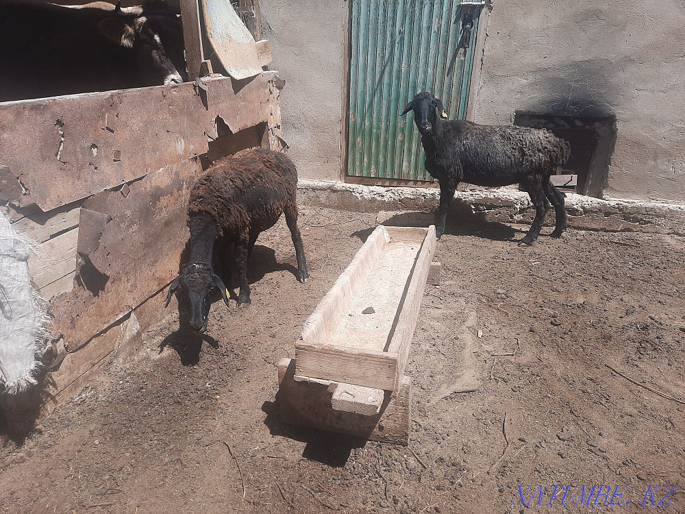 ?ozylar.?oilar satylady Мангистау - photo 6