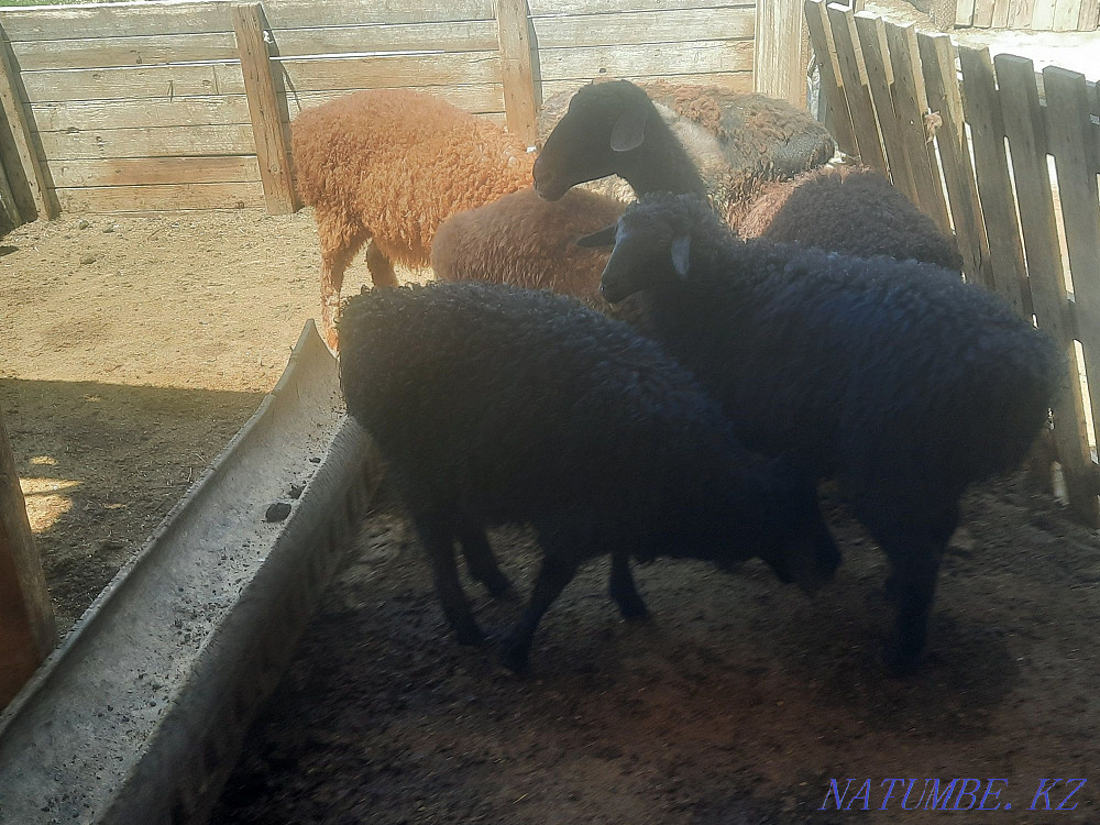 ?ozylar.?oilar satylady Мангистау - photo 8