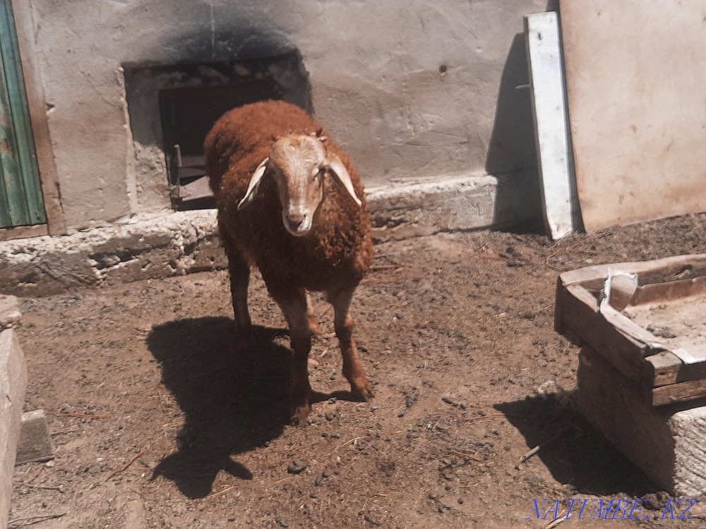 ?ozylar.?oilar satylady Мангистау - photo 7