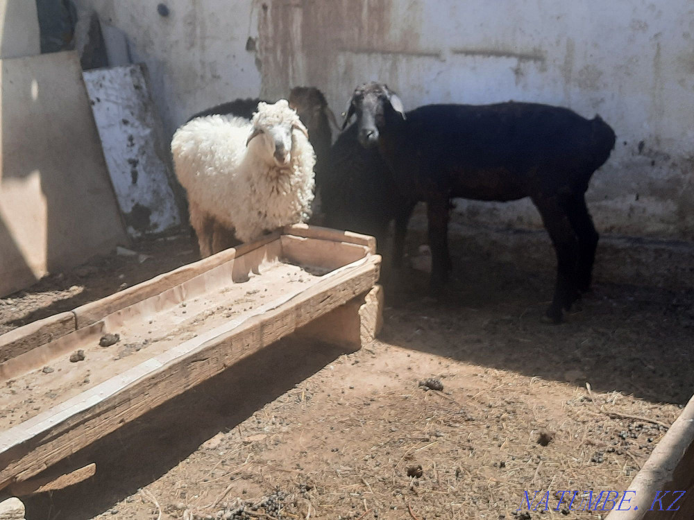 ?ozylar.?oilar satylady Мангистау - photo 2