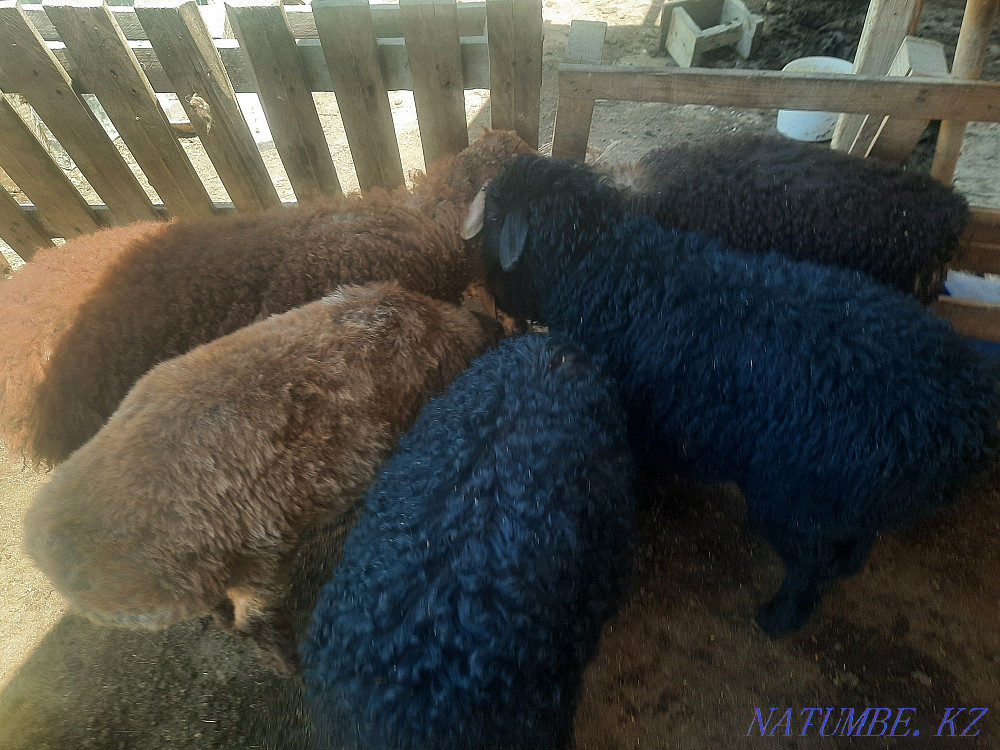 ?ozylar.?oilar satylady Мангистау - photo 4