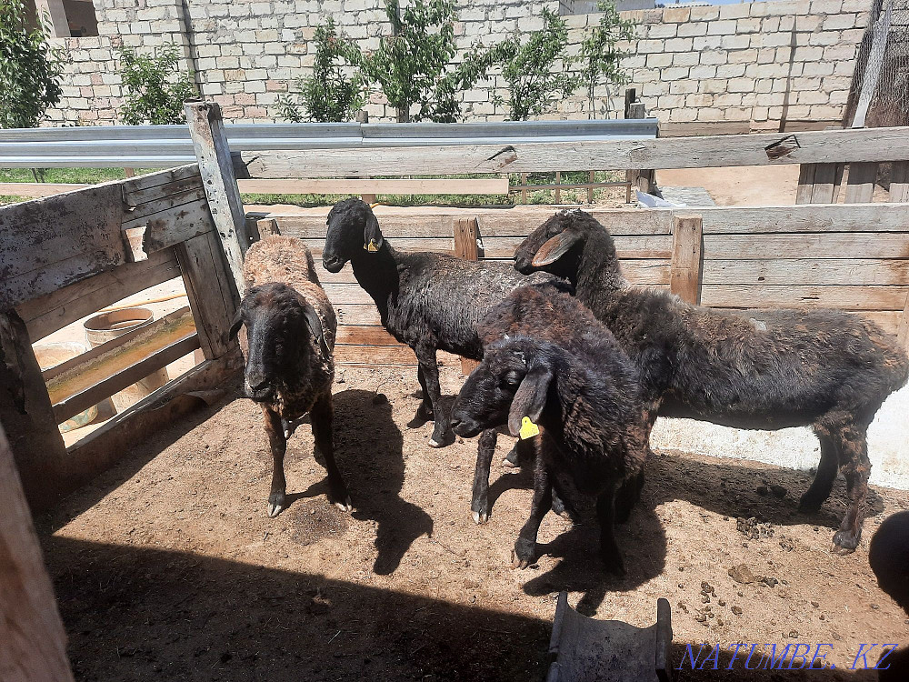 ?ozylar.?oilar satylady Мангистау - photo 5