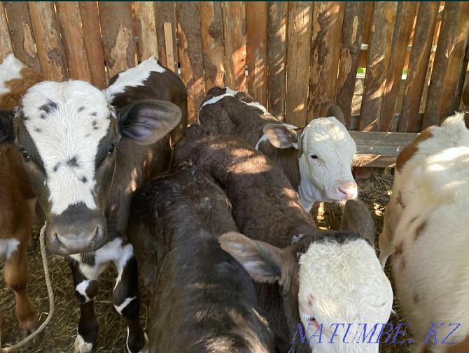 I will sell bulls and calves of different breeds from 1 month to 15 months, 7771 Shymkent - photo 5