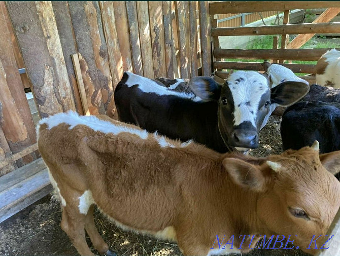 I will sell bulls and calves of different breeds from 1 month to 15 months, 7771 Shymkent - photo 3