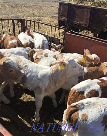 I will sell bulls and calves of different breeds from 1 month to 15 months, 7771 Shymkent - photo 1