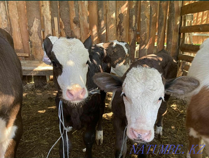 I will sell bulls and calves of different breeds from 1 month to 15 months, 7771 Shymkent - photo 4