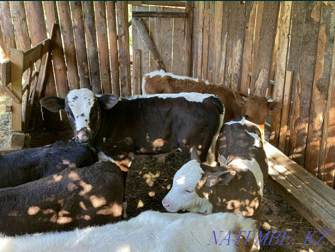 I will sell bulls and calves of different breeds from 1 month to 15 months, 7771 Shymkent - photo 7