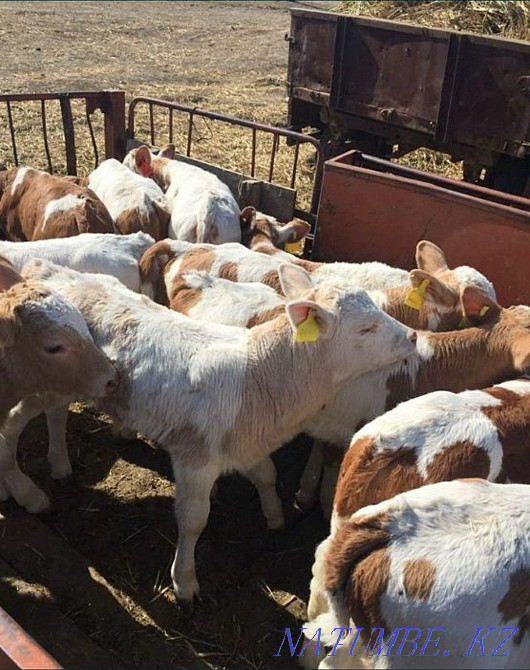 1 айдан 15 айға дейін әртүрлі тұқымды бұқалар мен бұзаулар сатамын 7771 Шымкент - изображение 1