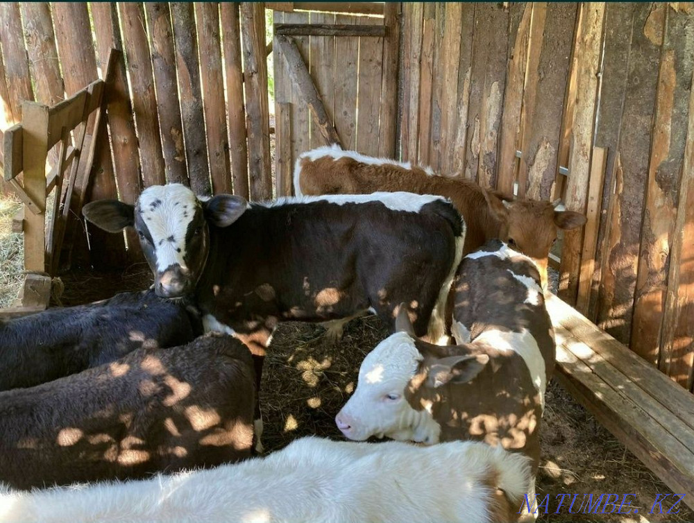 1 айдан 15 айға дейін әртүрлі тұқымды бұқалар мен бұзаулар сатамын 7771 Шымкент - изображение 7