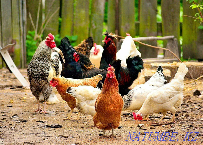 Different hens roosters for treatment sale Almaty - photo 1