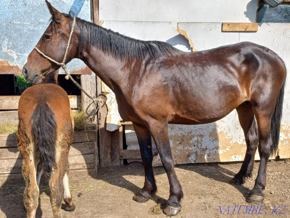 I will sell a horse Мичурино - photo 1