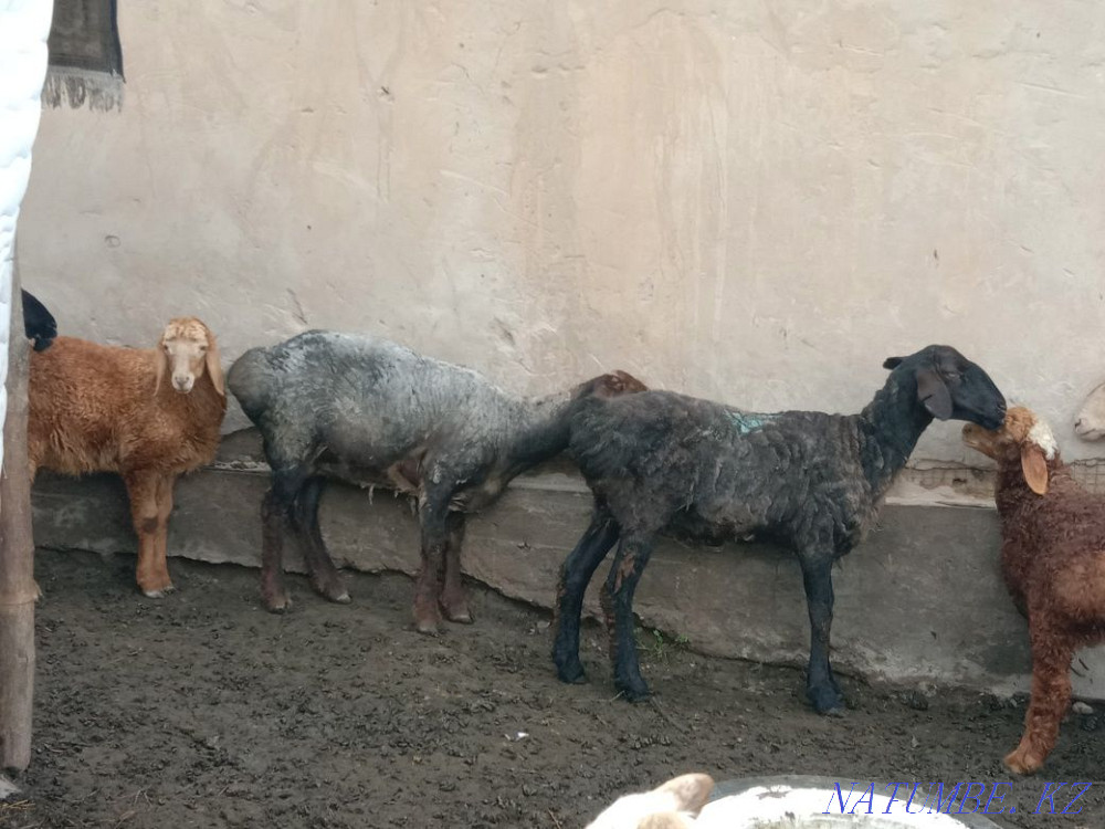 Продам двух баранов Каскелен - изображение 1