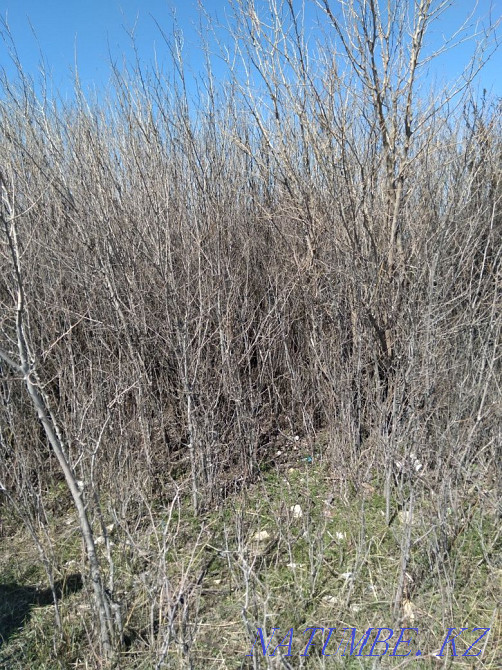 Саженцы карагача продаем. Тараз - изображение 1