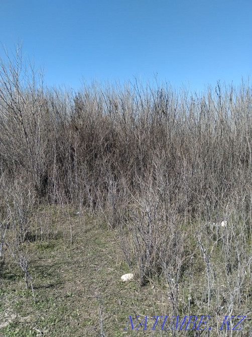 Саженцы карагача продаем. Тараз - изображение 2