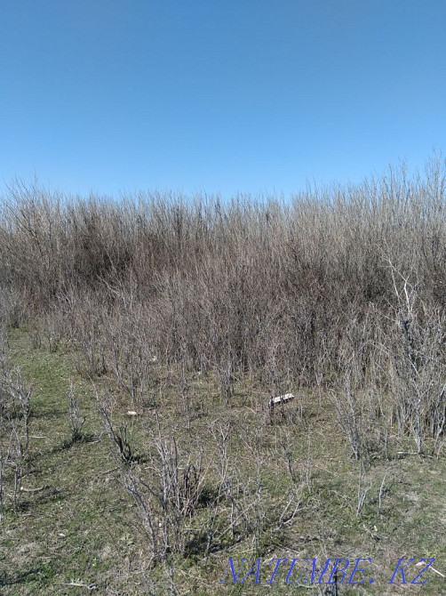 Саженцы карагача продаем. Тараз - изображение 3