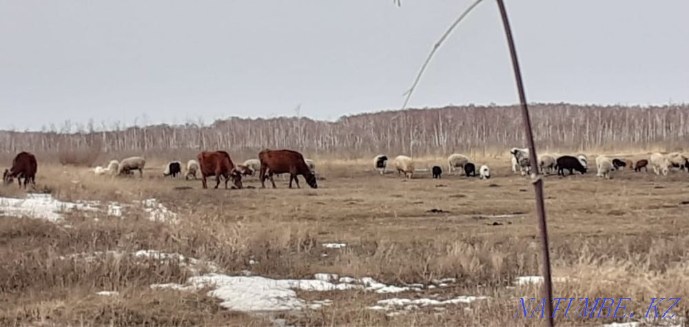 We sell sheep and lambs! Petropavlovsk - photo 1