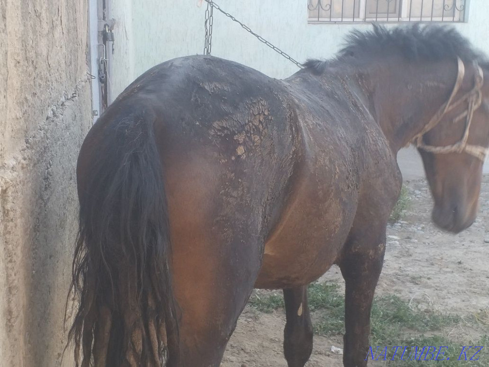 Tai 1.5 zhas jemde turgan Нурмухамеда Есентаева - photo 2