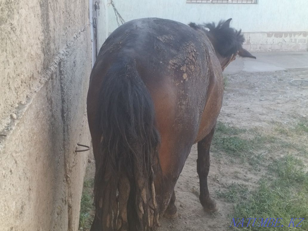 Tai 1.5 zhas jemde turgan Нурмухамеда Есентаева - photo 1