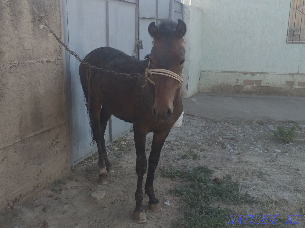 Tai 1.5 zhas jemde turgan Нурмухамеда Есентаева - photo 6